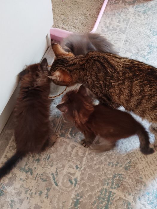Отдам котят в добрые руки
