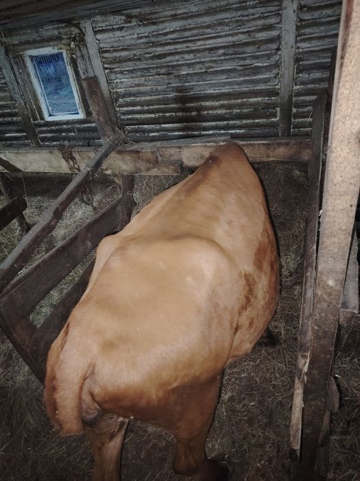 Продам телочку с теленком