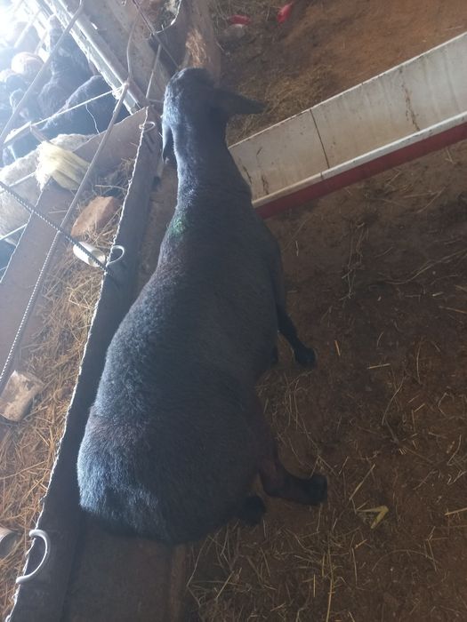 Qo‘chqor oborib so'yib beramiz Qassoblik xizmati sifatli qoylar