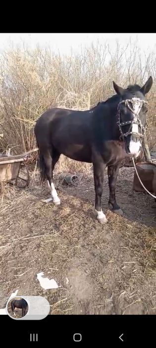 Обменяю мерена 5 лет