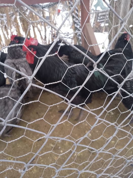 Cocoși australorp !