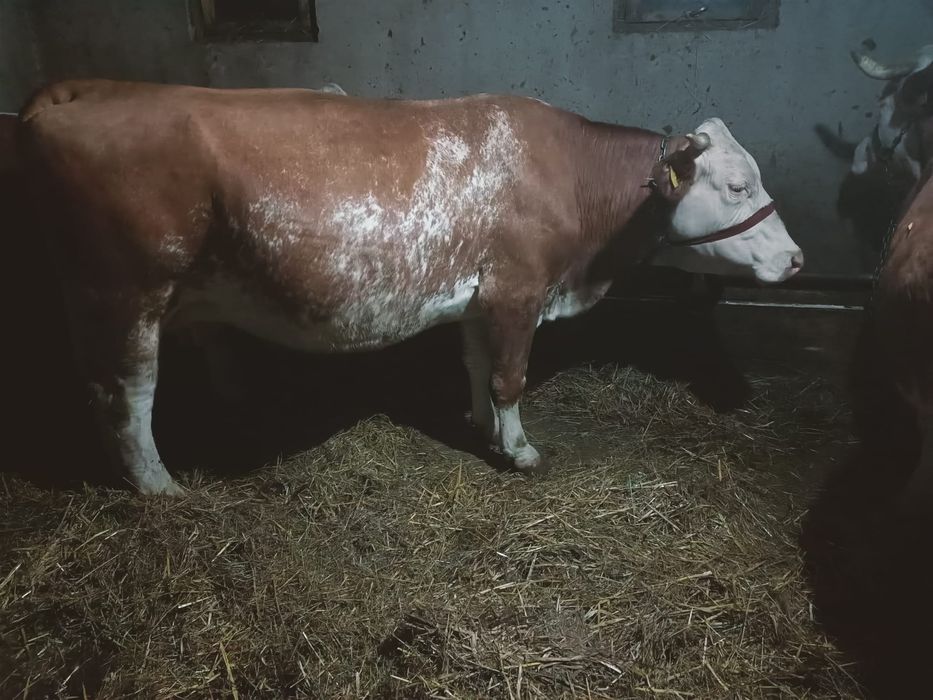 Vand vaca baltata romaneasca