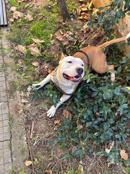 Подарява се мъжко куче – Амстаф