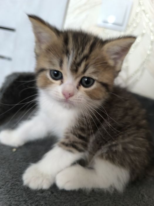 Продаются Скоттиш -Фолд и Скоттиш Страйт девочки и мальчики.