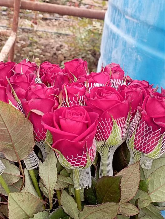 Gallaniski atirgullar kuchati sotiladi