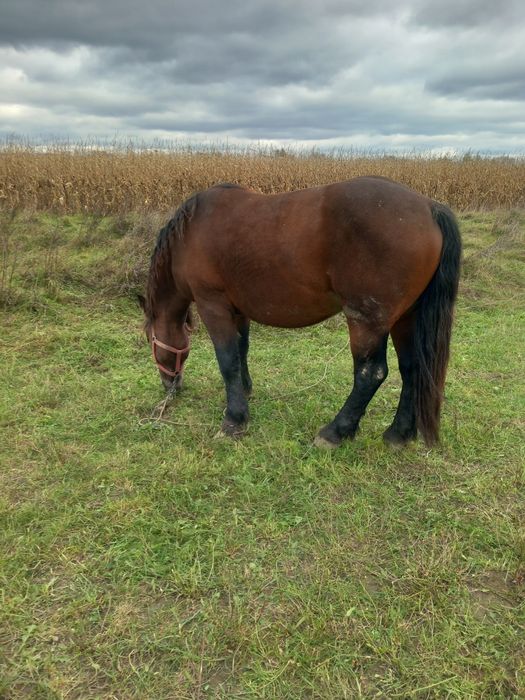 Vând armăsar 3 ani