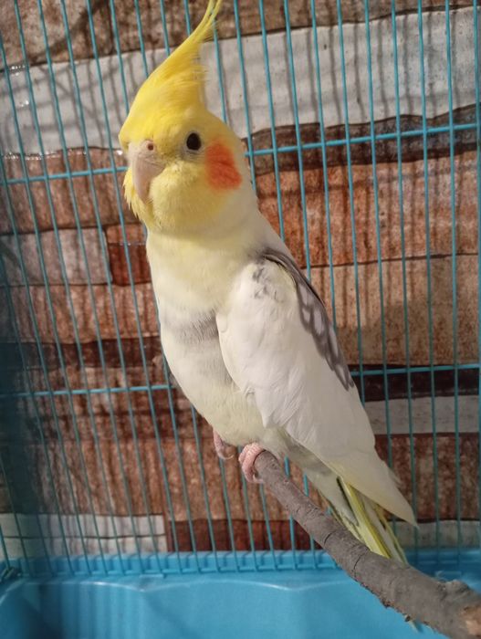 papagal nimfa mascul