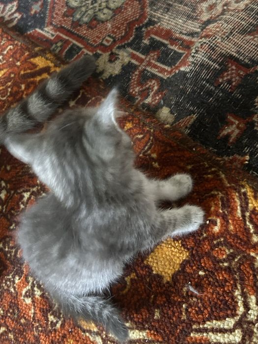 продам котят(британцы)