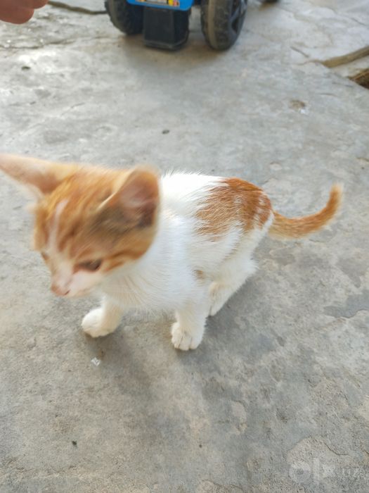 Tekinga aqilli mushuk