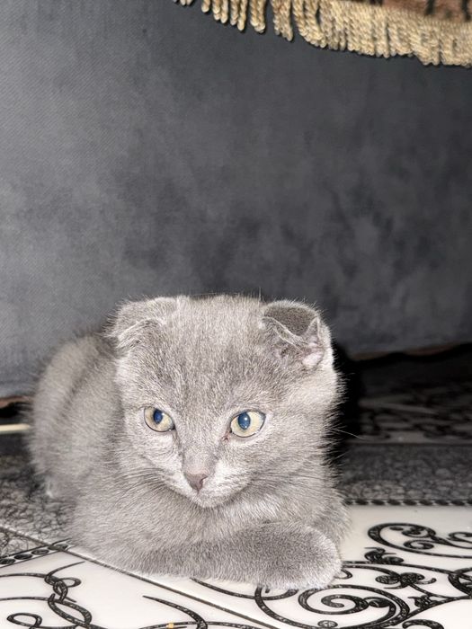 Продается шотладнский котенок