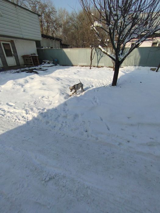 Продам шенка тазы малчик