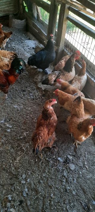 Yosh tugʻib turgan uy tovuqlari va xòrozlari sotiladi