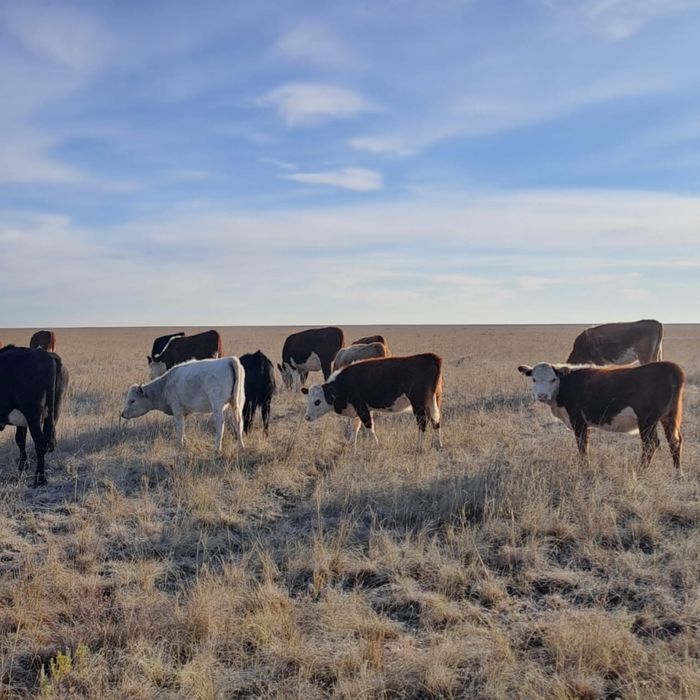 Продам подсосных телок