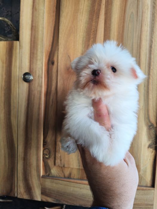 Fetita bichon maltez mini