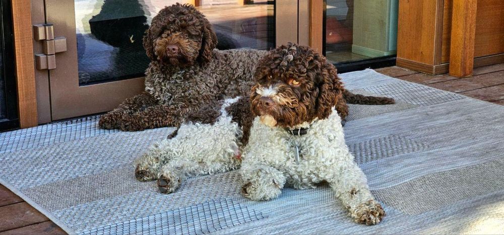 Щенки Лаготто Романьоло