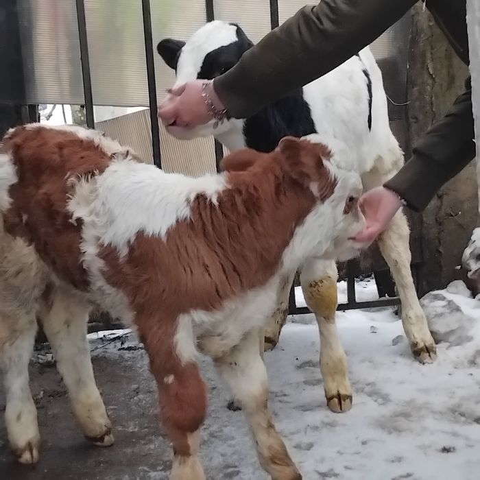 Vand un tauras si o vitea