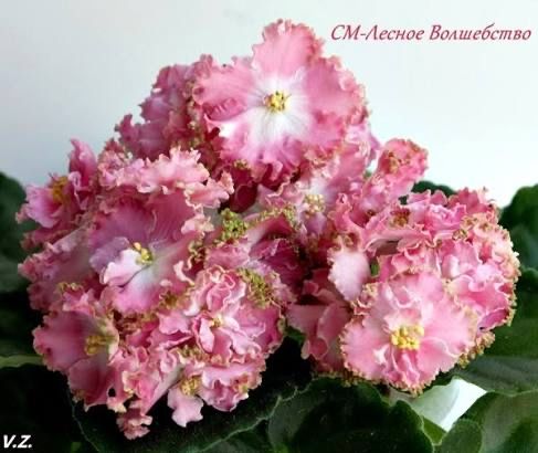 Срезы сортовых фиалок