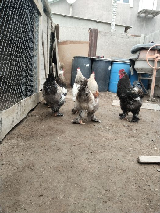 Молодые петухи брама