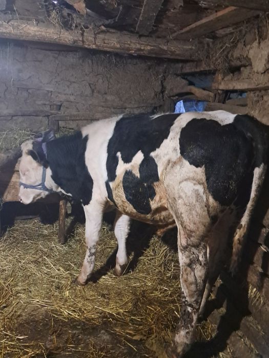 Vand 6 vitei buni si frumosi