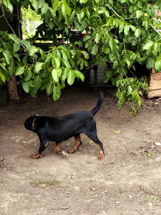 Куче Пазач - Ротвайлер