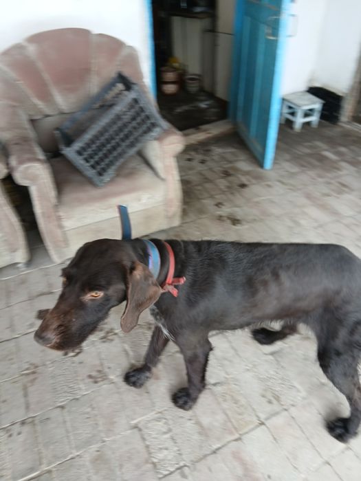 Продам кобеля дратхаара