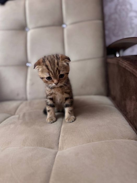 Породистые котята, британский голубой (скоттиш-фолд) и скоттиш-страйт