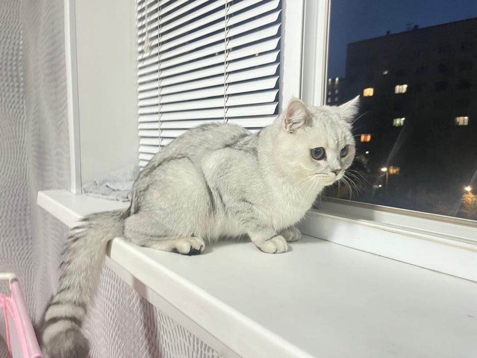 Британский кот , 6 месяцев