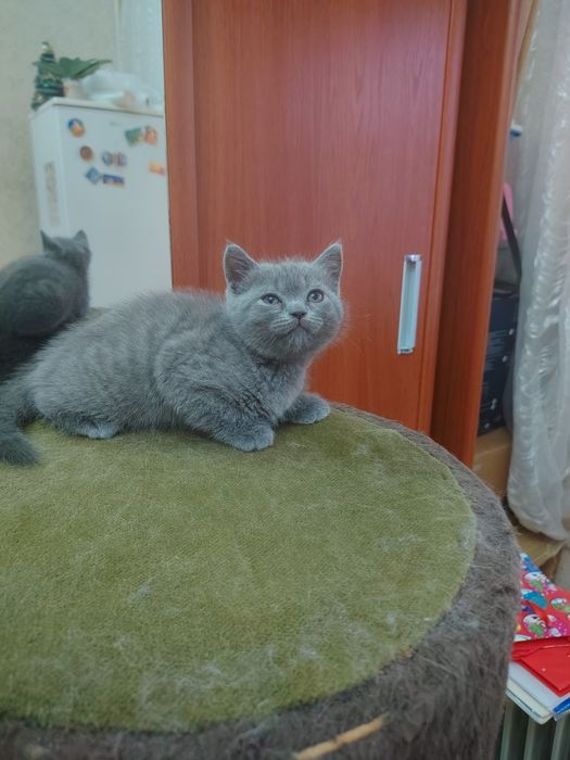 Продаются Шотландские котята, Скотишь Страйт