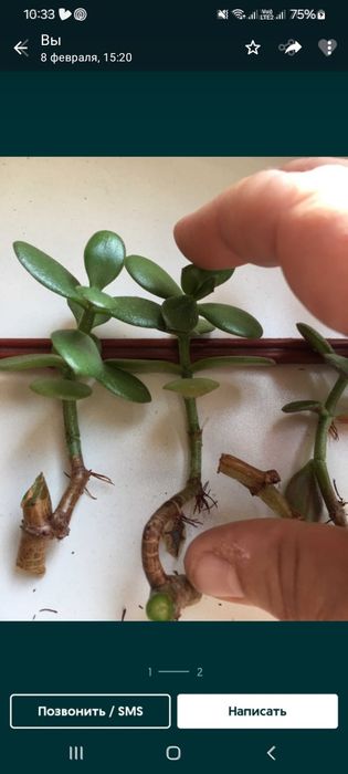 Продам черенки денежного дерева ( толстянка)