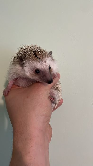 Vand arici pitici africani