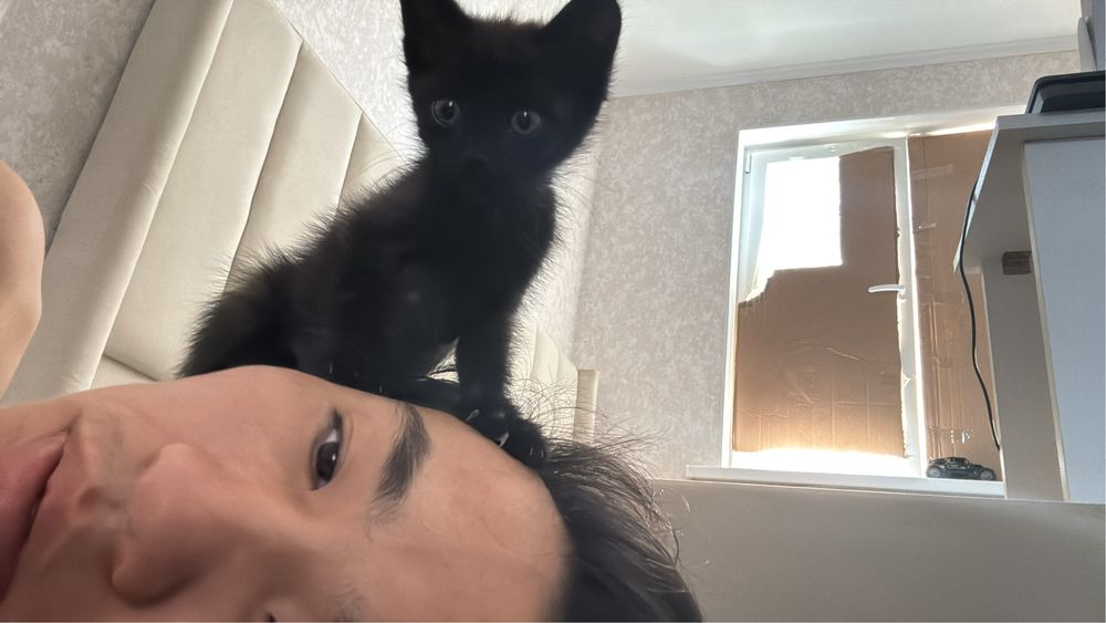 Отдаю котенка мальчик