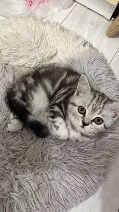 Котята скоттиш-страйт