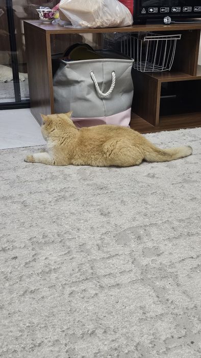 Вязка Британская золотая шиншила ny12