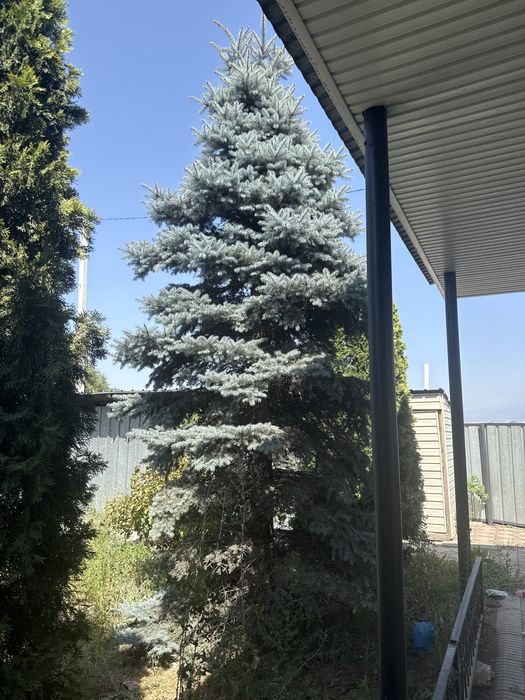 Туя, ёлки живые продается срочно.