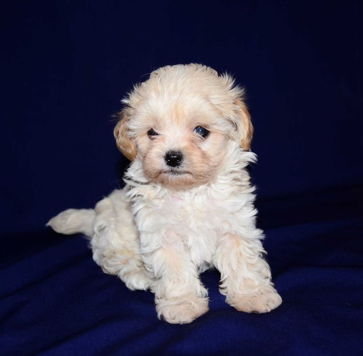 Шикарные щенки Мальтипу F1 (Maltipoo) ! Мини  !