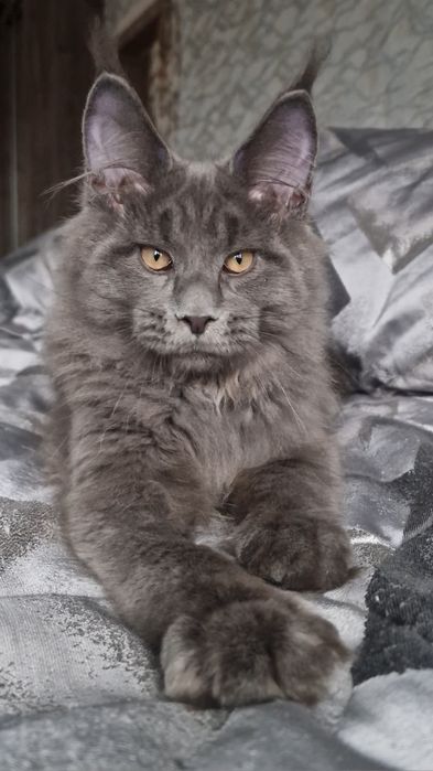 Мейн-кун котёнок