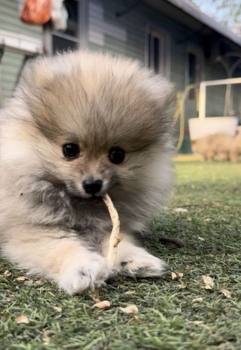 Продаются мидие щенки