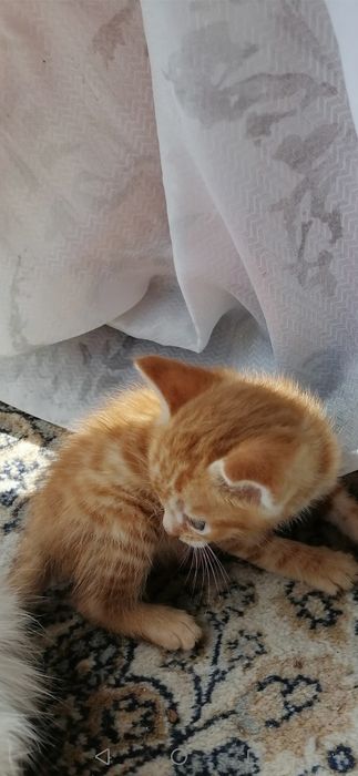 Котенца  - Подарявам Шепичка Любов