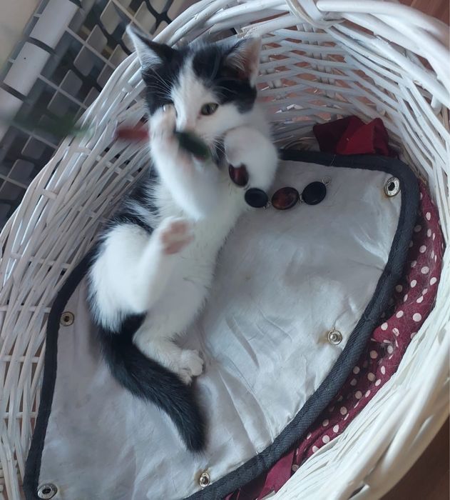 Отдам котят мальчиков!!!