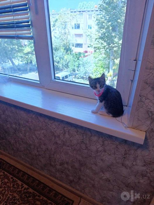 Котята. В добрые руки.