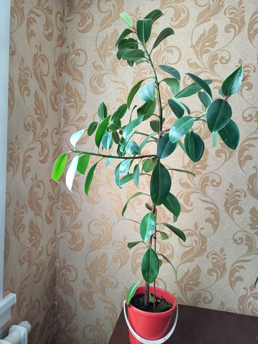 Продам комнатные растения