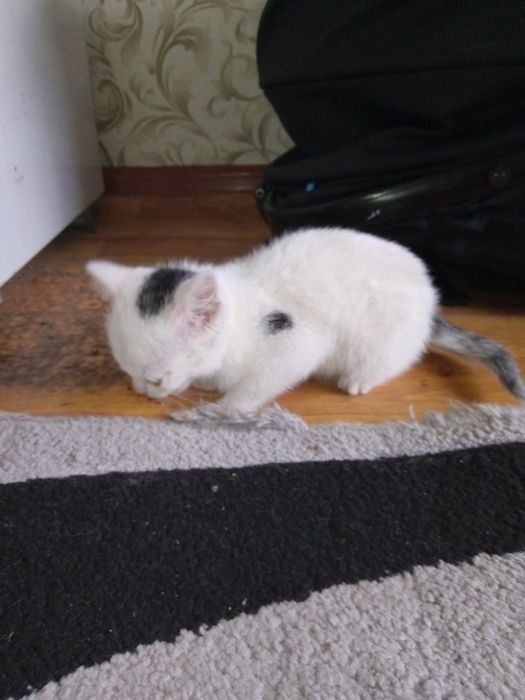 Котенок британец.