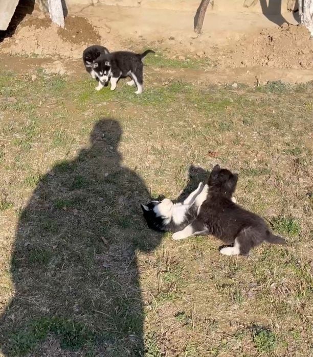 Шеночки хаски чистокровные