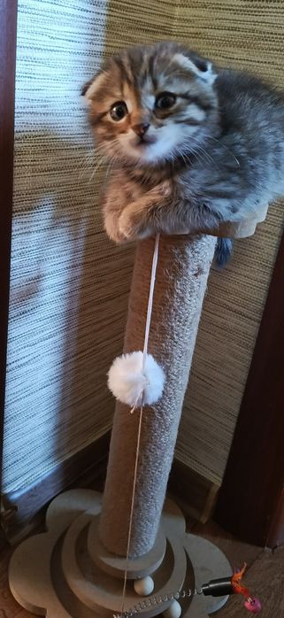 Вислоухие котята мальчики