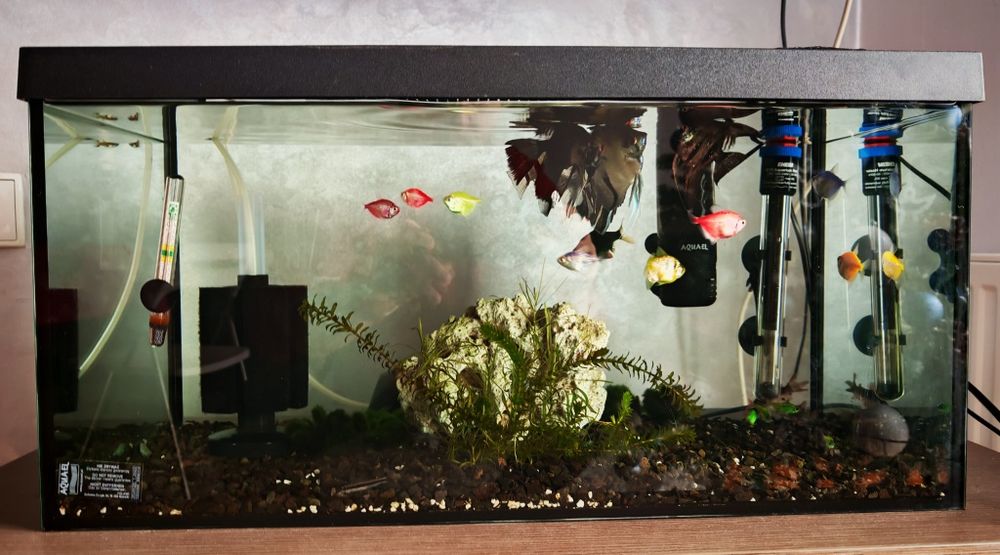 Vând acvariu 55 litri