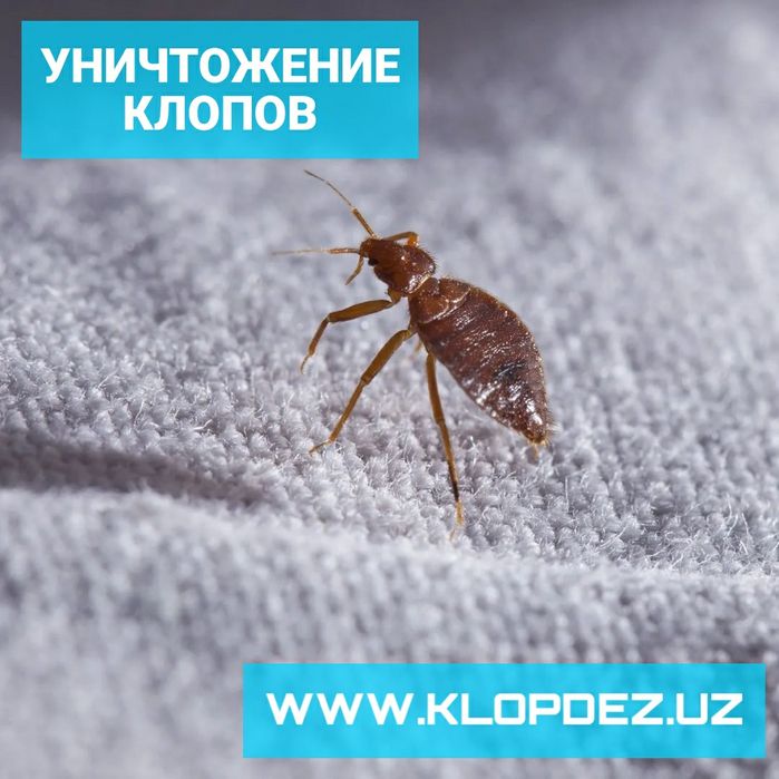 Dezinfeksiya klapa dizinfeksiya Дезинфекция клопов Дезинсекция