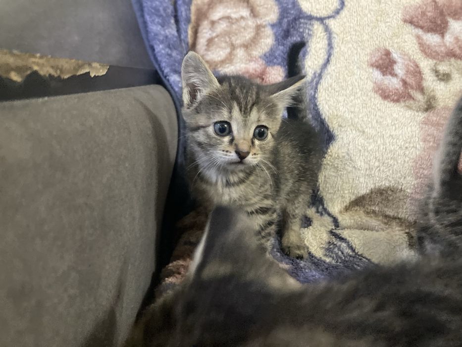 Отдам котят в добрые руки