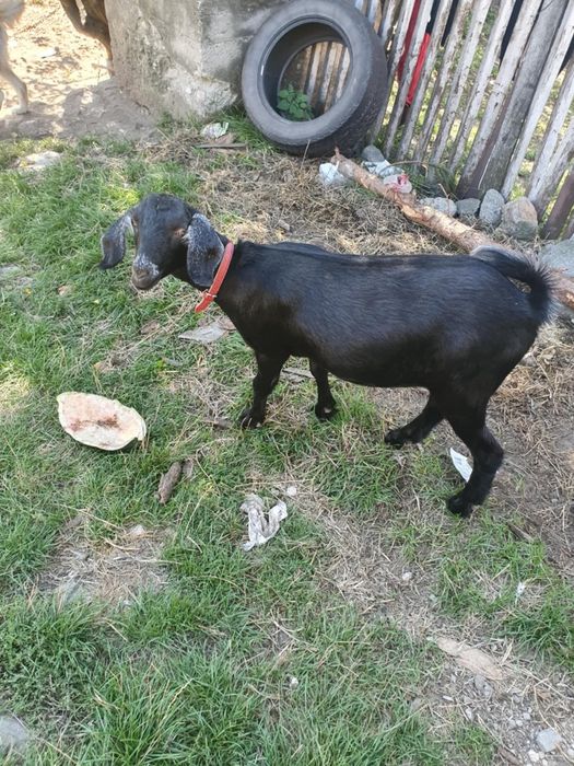 Se vând un țăpișor și o ieduta