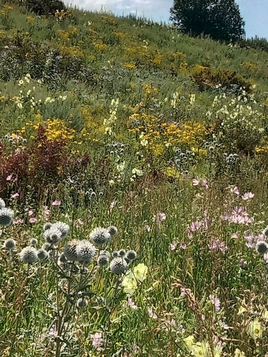 Мед Алтайский оптом