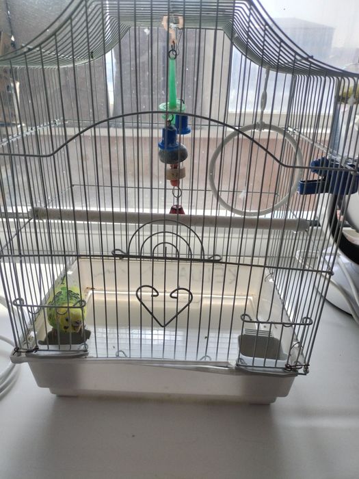 Продам попугая. Девочка